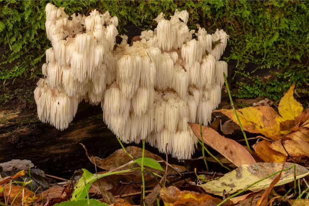 lion's mane functional mushroom on tree