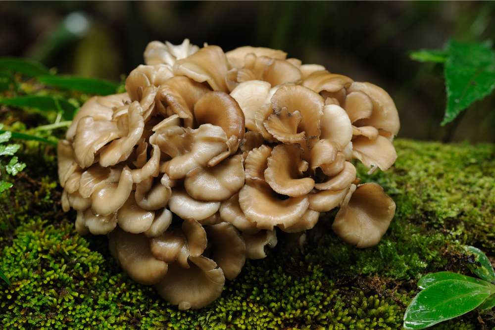 Maitake functional mushroom on forest tree