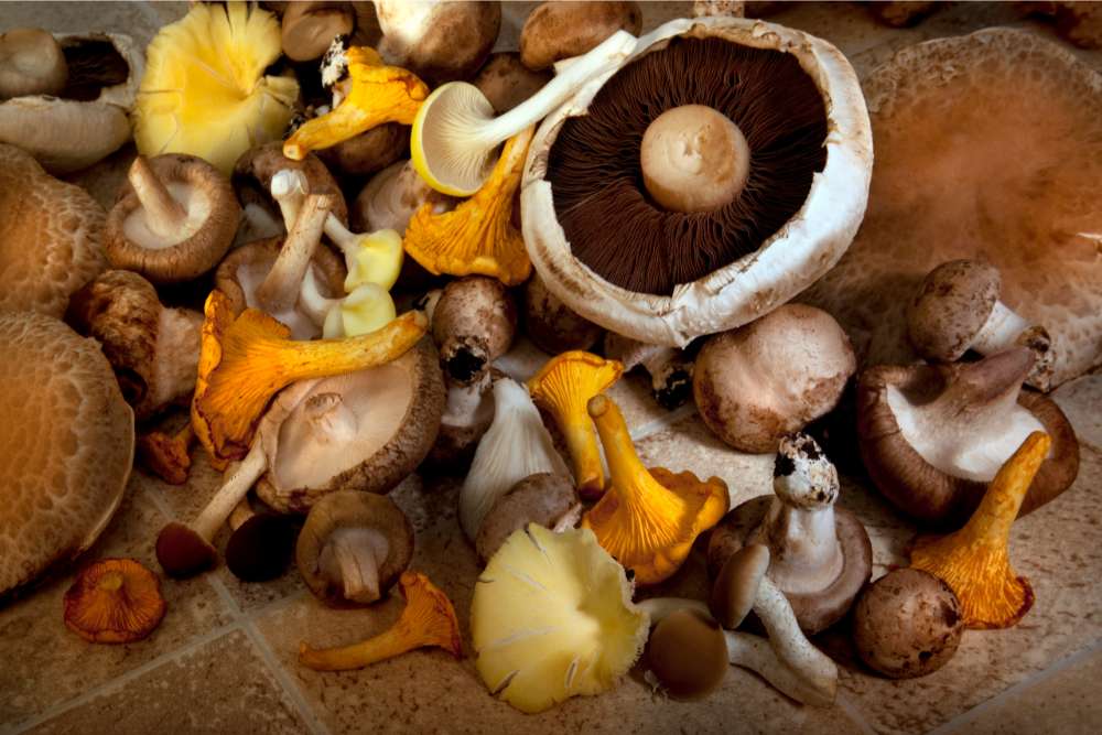 selection of wild functional mushrooms