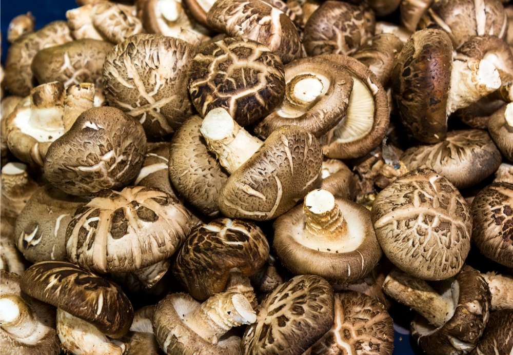 shiitake functional mushrooms in a pile