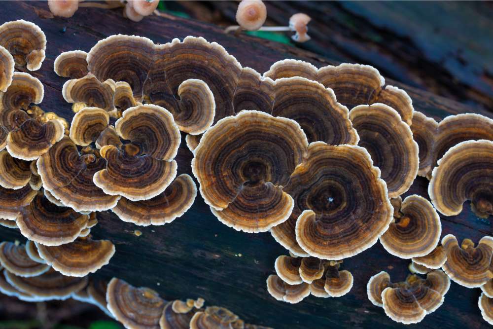 turkey tail functional mushrooms