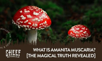 what is amanita muscaria