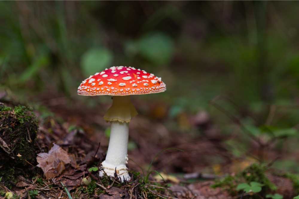 what is amanita muscaria lonely mushroom in the woods