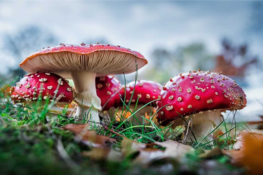 what is amanita muscaria mushrooms growing on grass