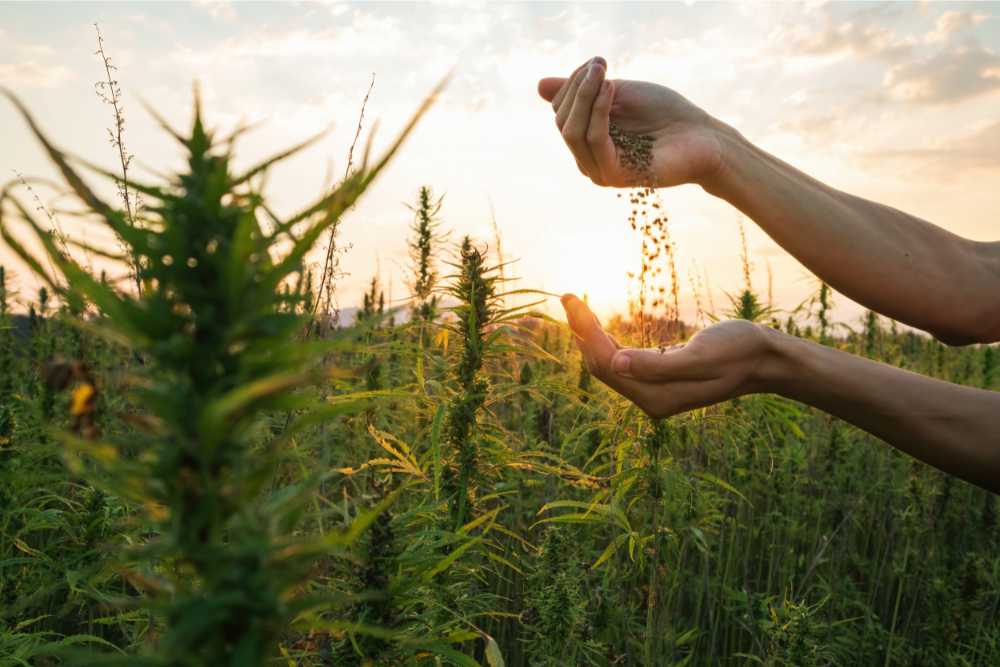 farmer pouring hemp plant seeds into palm in a field