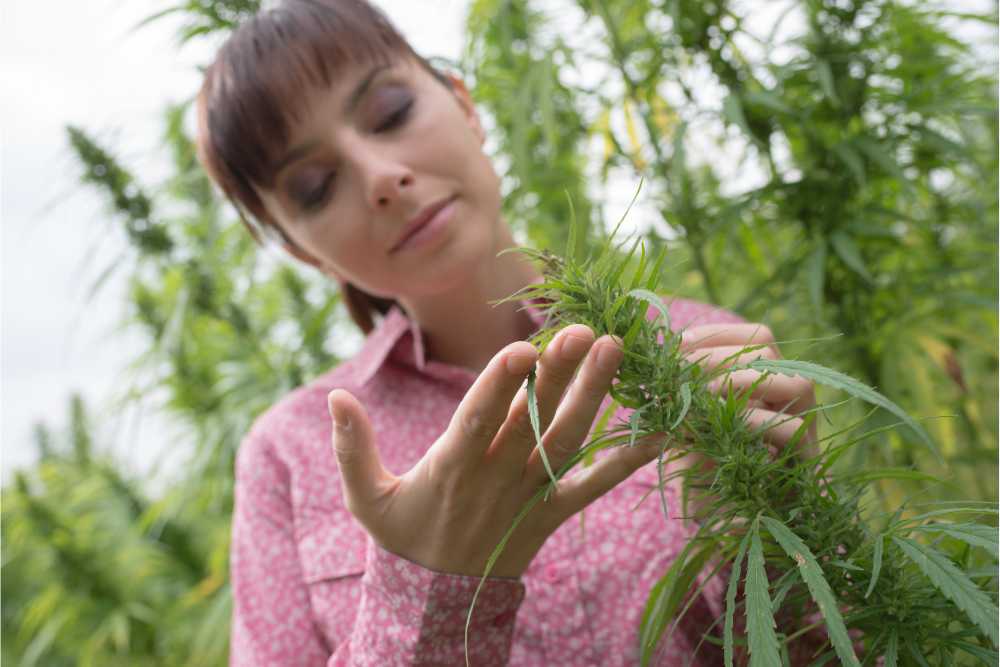 woman examining hemp flower in field