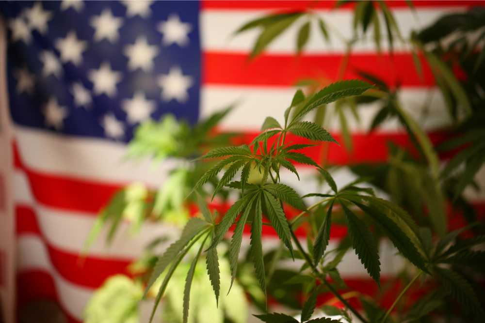 federally legal THCp cannabis plant american flag
