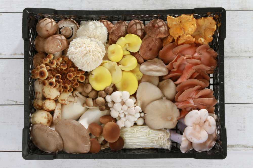 various functional mushrooms in box