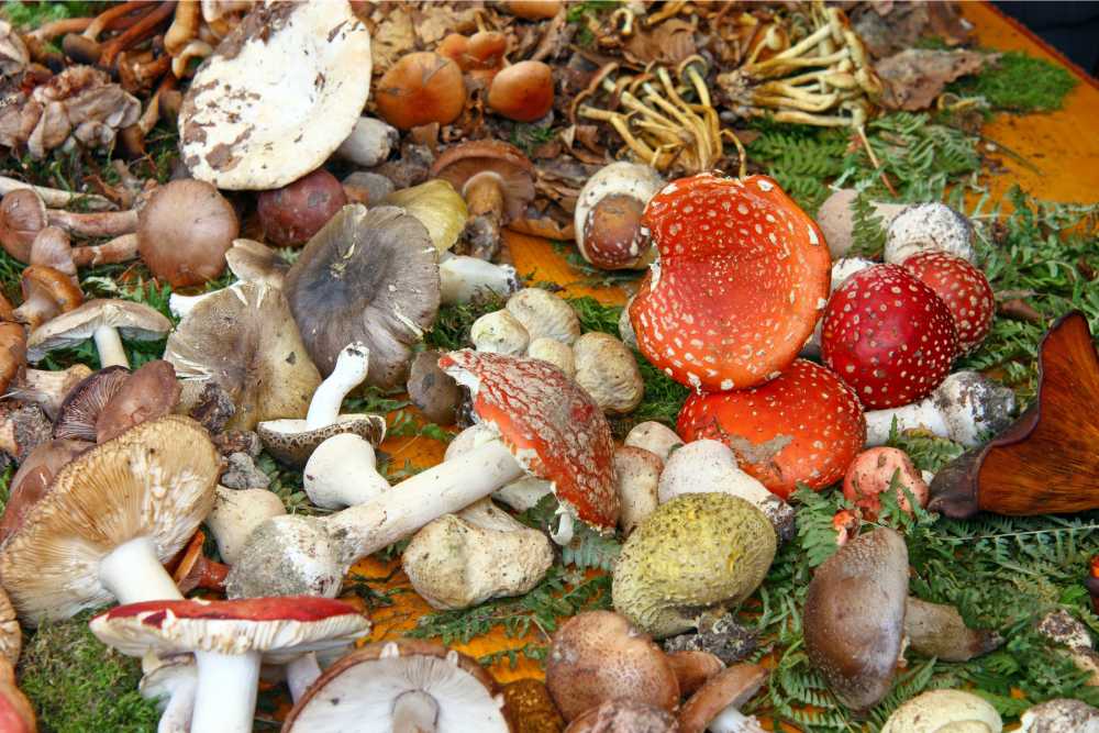 various types of functional and amanita mushrooms