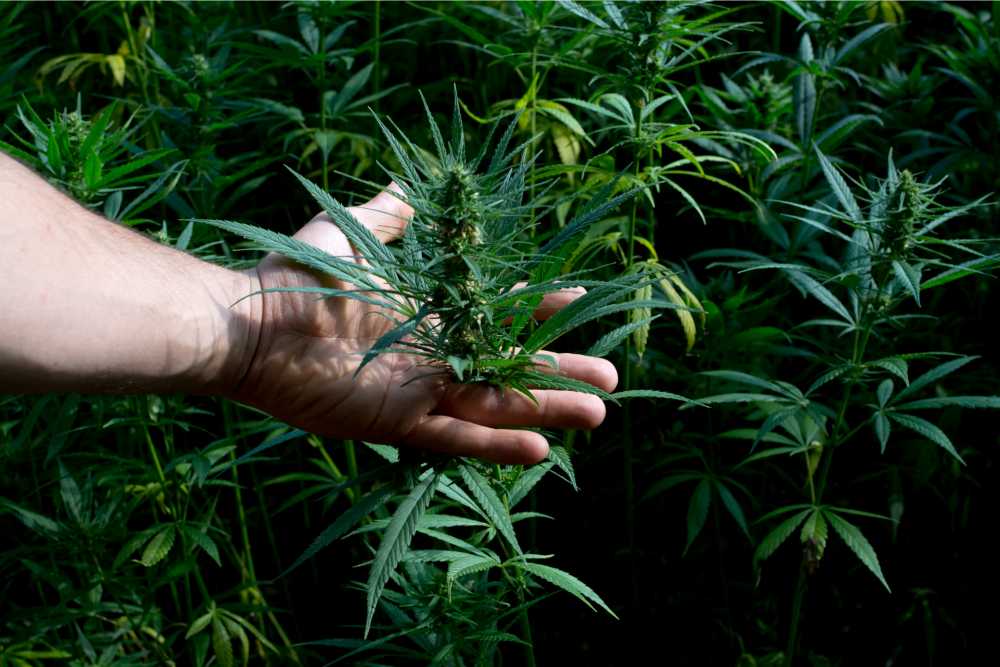 man stroking cannabis plant stem