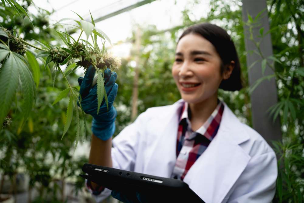 scientist examining cannabis plant