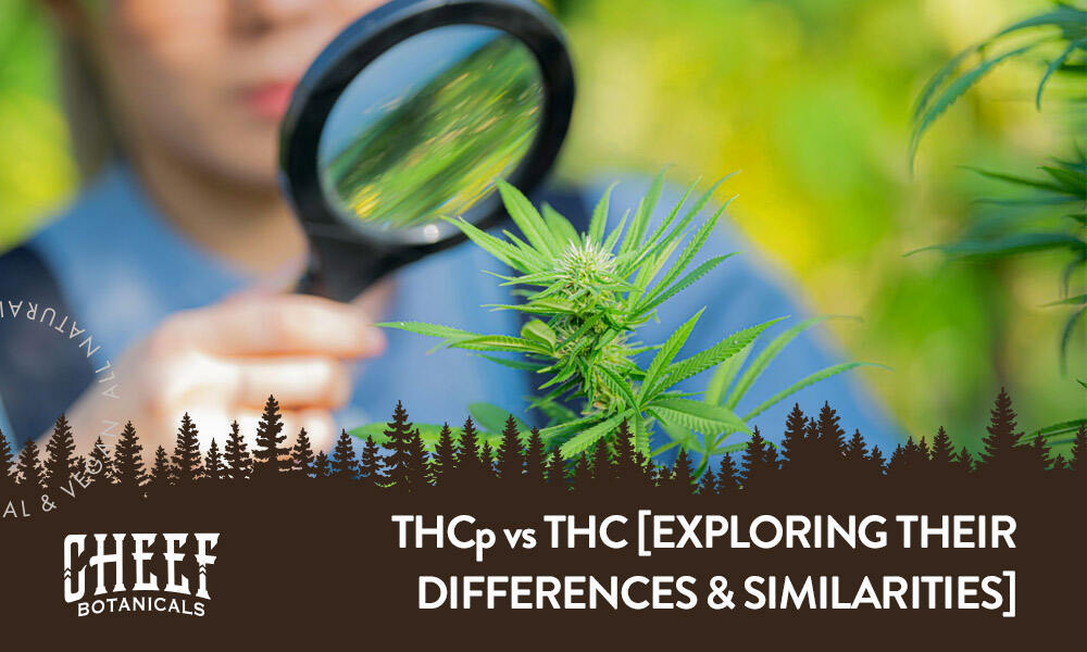 thcp vs thc find out which one reigns supreme