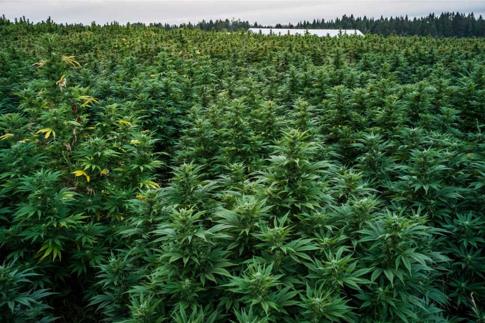 dense cannabis field