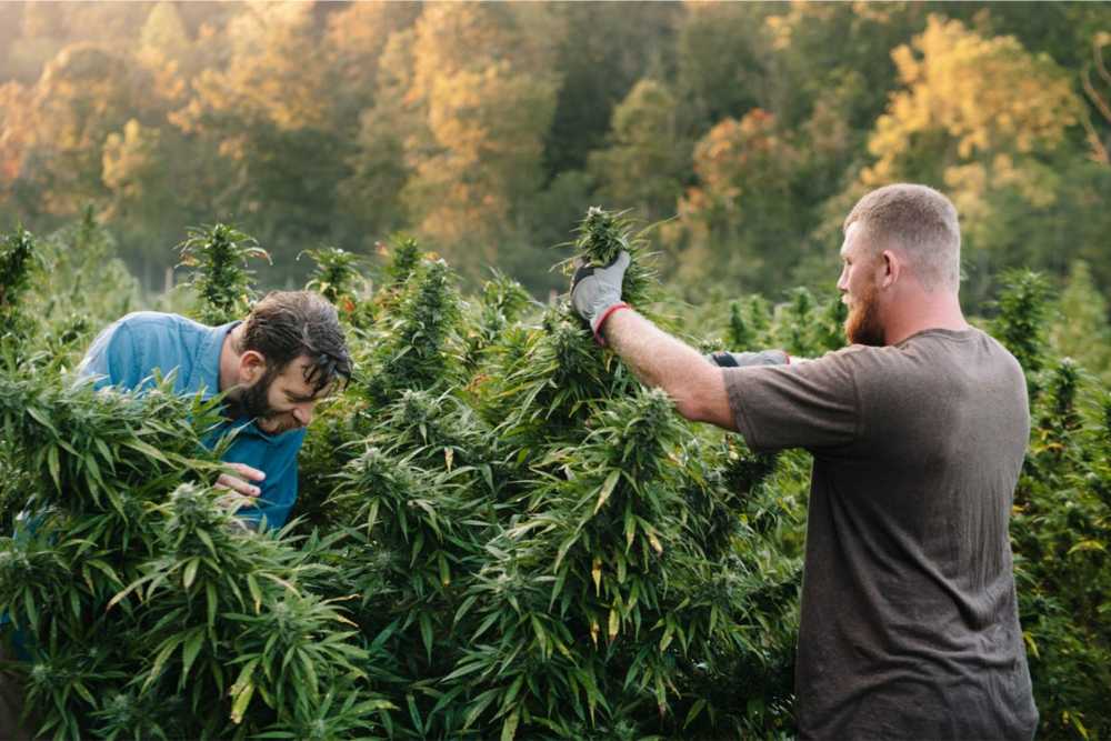 farmers harvesting cannabis