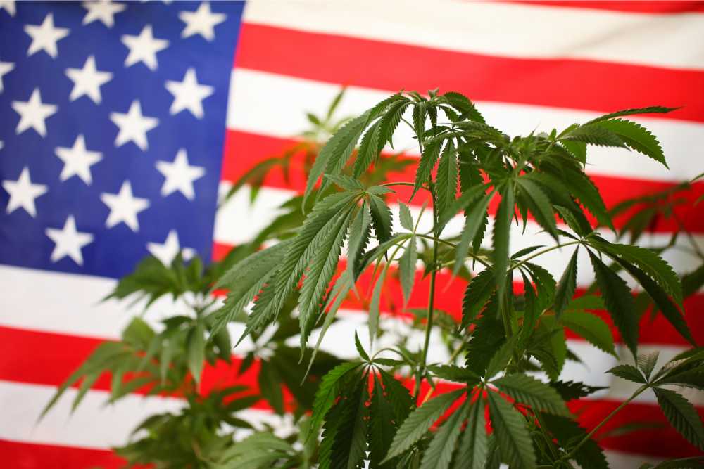 legal marijuana hemp plant against us flag