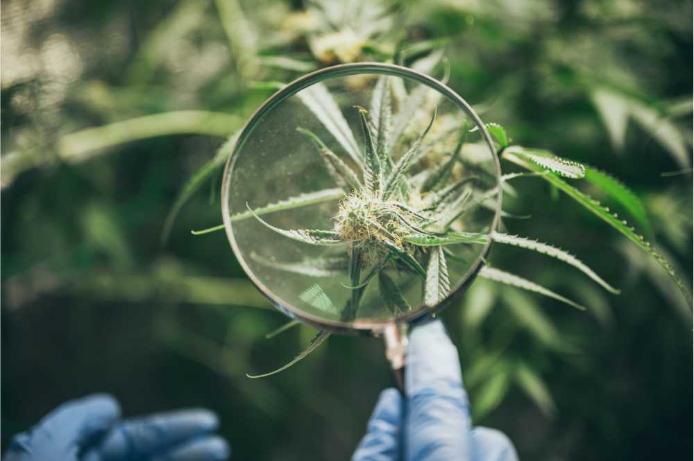 magnifying glass examining cannabis