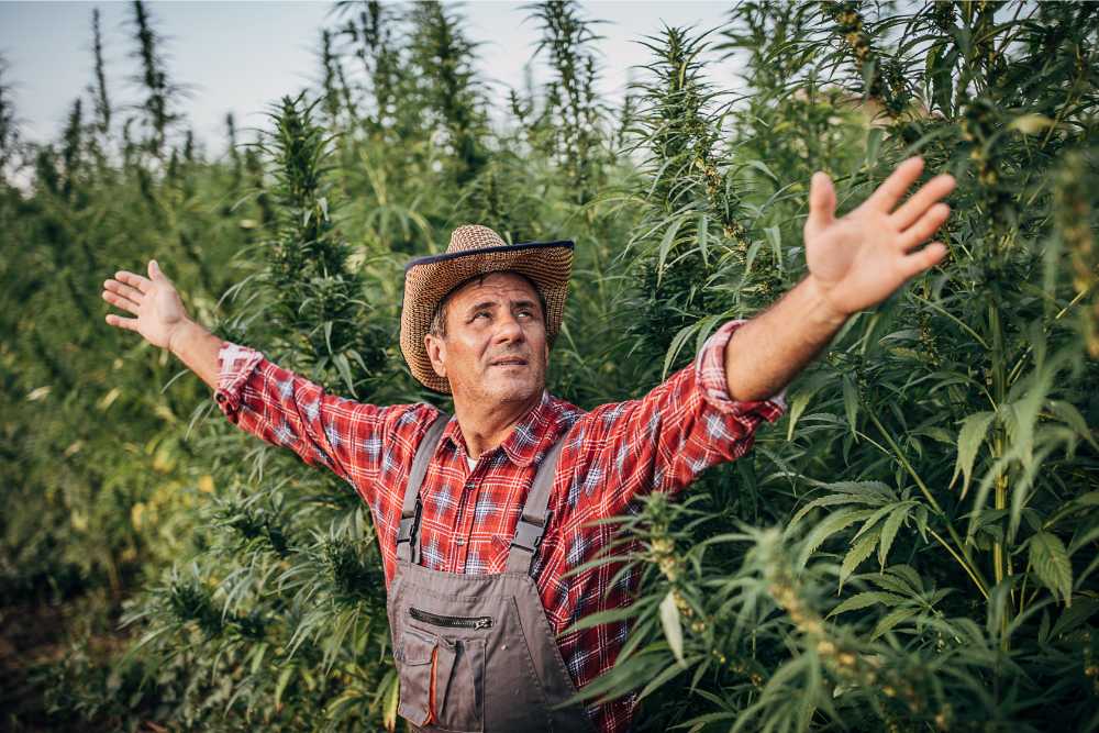 american farmer celebrating his hemp crop