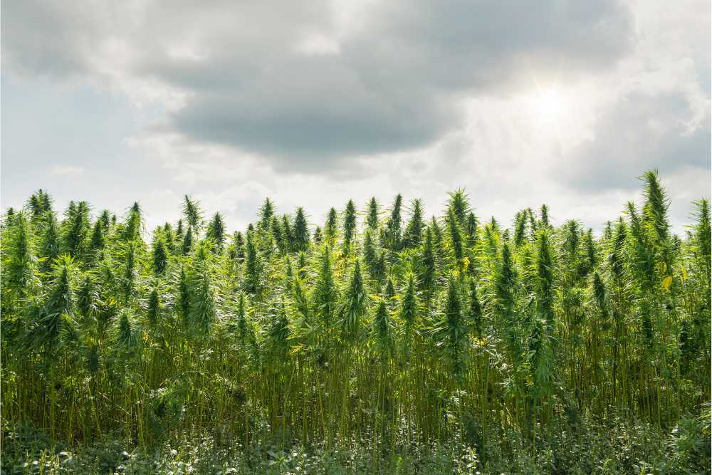 cannabis field with grey skies