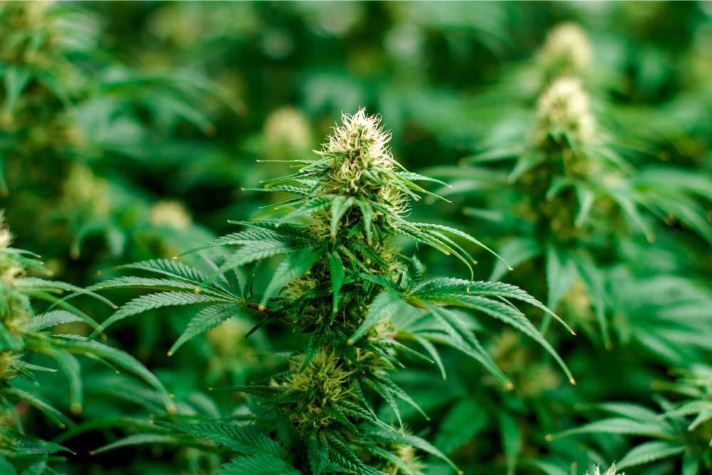 cannabis flower closeup in field