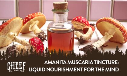 Amanita Muscaria Tincture featured image. Bottle with golden tincture inside next to amanita mushrooms on a tile countertop