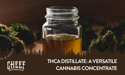 THCa Distillate featured blog image for Cheef Botanicals. Mason jar full of THCA distillate with buds nearby
