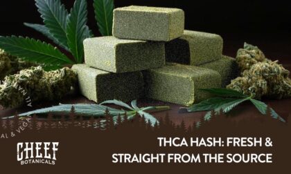 THCa Hash featured image, olive green bricks of hash surrounded by buds and hemp leaves