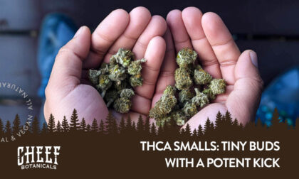 THCA Smalls Cheef Botanical's featured blog image. Two hands palms up full of tiny THCa cannabis buds