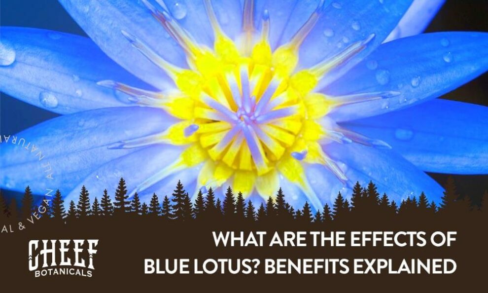 Blue Lotus Effects Benefits History And Practices Cheef Botanicals 7818