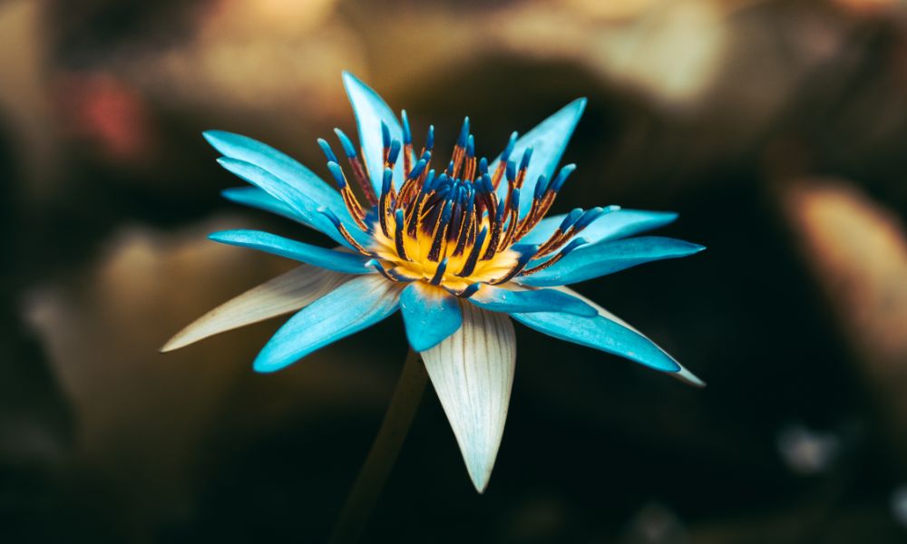 image of a single blue lotus flower in full bloom, vivid blue flower in front of a dark background