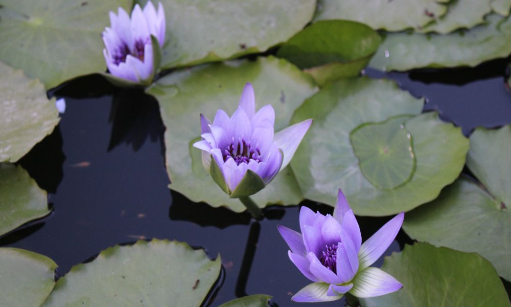 three blue lotus flower floating on water surrounded by lily pads