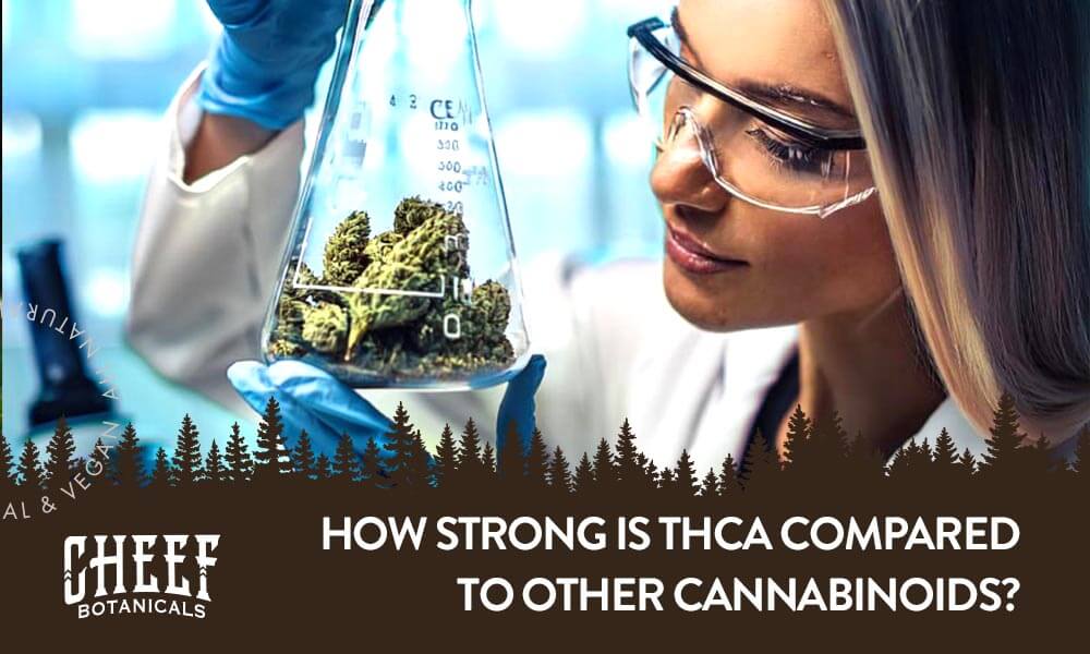 how strong is thca blog image for Cheef Botanicals website. Shows an image of a scientist looking at cannabis in a glass beaker