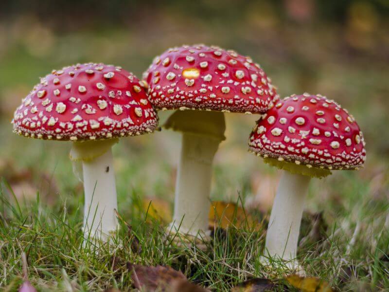 3 amanita muscaria mushrooms growing in grass