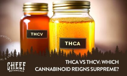 Cheef Botanicals featured blog image for "THCa vs THCv" blog. Shows two mason jars full of distillate. One is labeled THCa and one jar is labeled THCv.