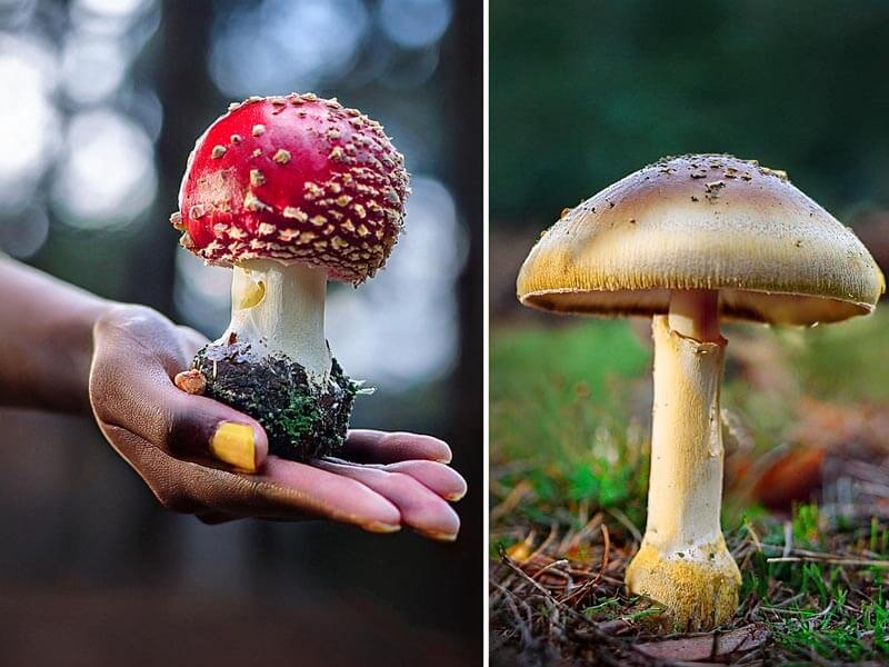 amanita muscaria and psilocybin mushrooms side by side