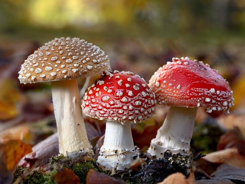 amanita pantherina and amanita muscaria growing side by side