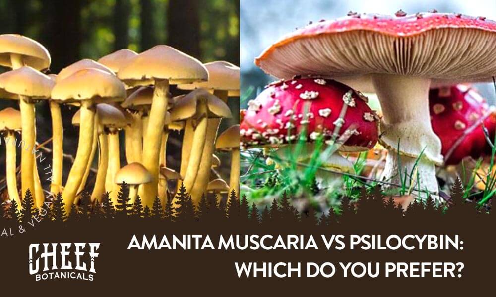 amanita muscaria vs psilocybin mushrooms. Image of both mushrooms growing in the wild