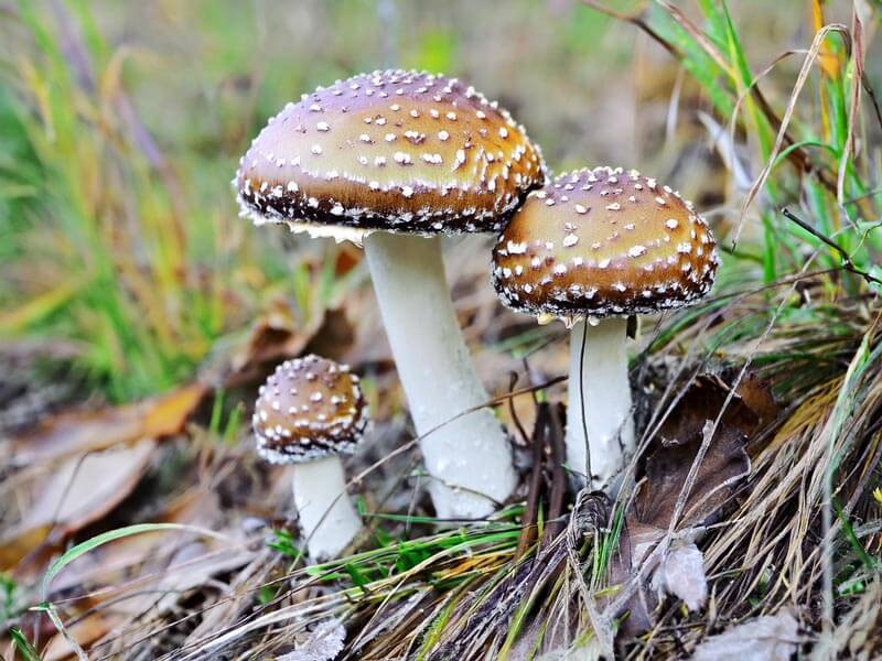 amanita pantherina growing in the wild