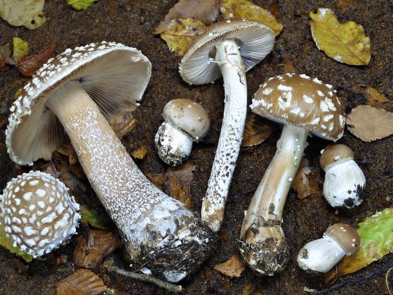 amanita pantherina mushrooms freshly picked