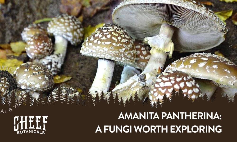 Cheef Botanicals featured blog image: Amanita Pantherina