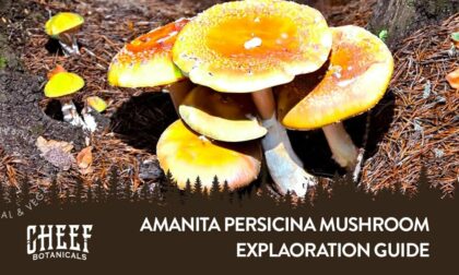 Cheef Botanical's featured image for "amanita persicina mushroom" blog. Shows a patch of persicina amanita fungi growing wild.