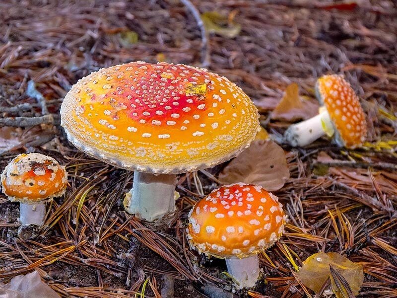 freshly growing and picked Amanita Persicina mushrooms