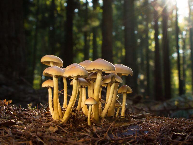 magic mushroom patch growing in nature